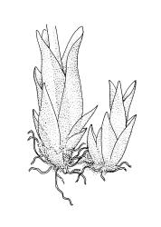 Tetrodontium brownianum, detail of female and adjacent sterile shoot. Drawn from A.J. Fife 6314, CHR 104731.
 Image: R.C. Wagstaff © Landcare Research 2017 